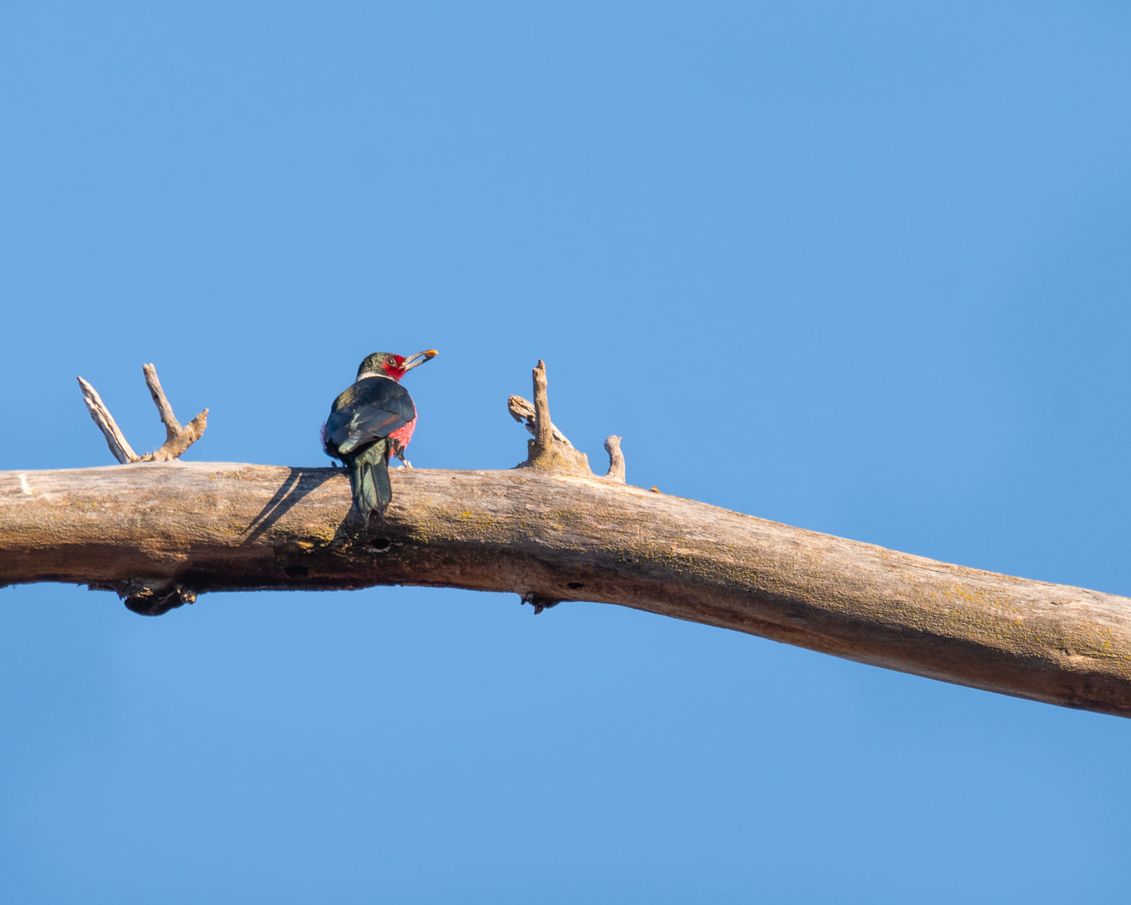 Lewis's woodpecker